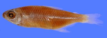 Media type: image; Ichthyology 20843